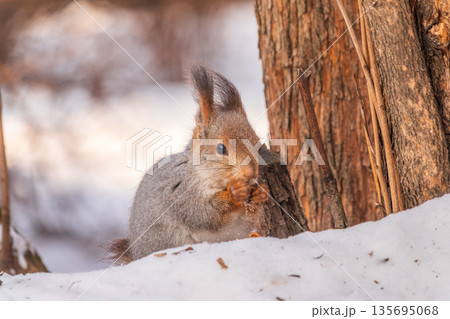 The squirrel sits on white snow 135695068