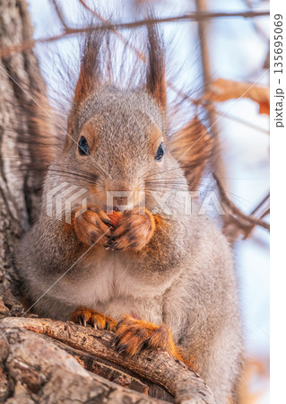 The squirrel with nut sits on tree in the winter or late autumn The squirrel with nut sits on tree in the winter or late autumn 135695069
