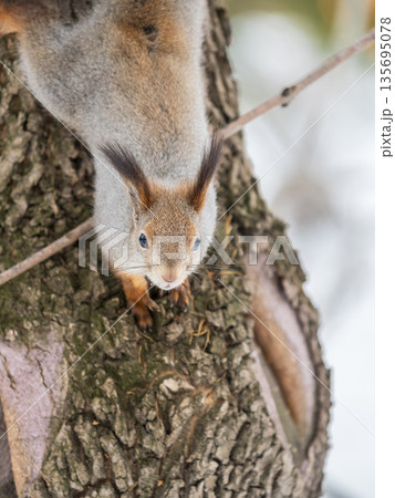 Squirrel sitting upside down on a tree trunk. The squirrel hangs upside down on a tree against colorful blurred background. Close-up. Squirrel sitting upside down on a tree trunk. The squirrel hangs upside down on a tree against colorful blurred background. Close-up. 135695078