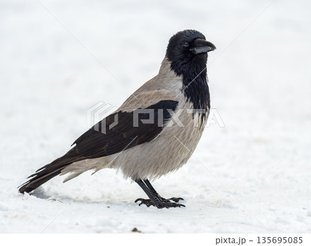 Crow in the snow on a winter day close-up Crow in the snow on a winter day close-up 135695085