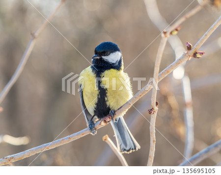 Cute bird Great tit, songbird sitting on a branch without leaves in the autumn or winter. 135695105