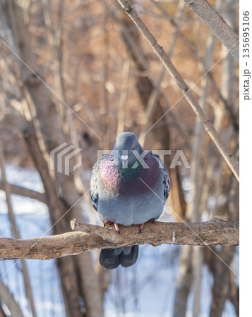 The fat pigeon sitting on a branch. 135695106