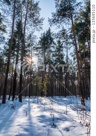 The Sun's rays pass through the trees in winter forest The Sun's rays pass through the trees in winter forest 135695110