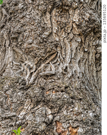 Poplar tree bark with wooden texture nature background Poplar tree bark with wooden texture nature background 135695120