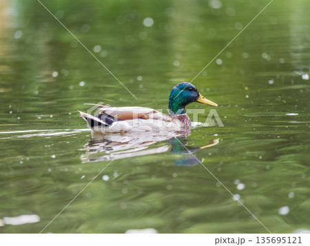 Duck swims in the pond. 135695121