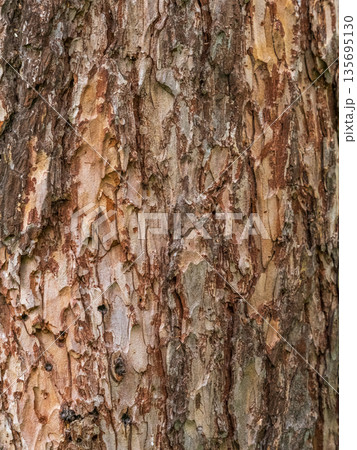 The bark of an old tree. Larch bark. 135695130