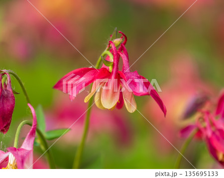 Beautiful native wild flower of western Canada. Aquilegia formosa, crimson columbine, western columbine, or red columbine. Close-up vibrant red and yellow color flower. 135695133