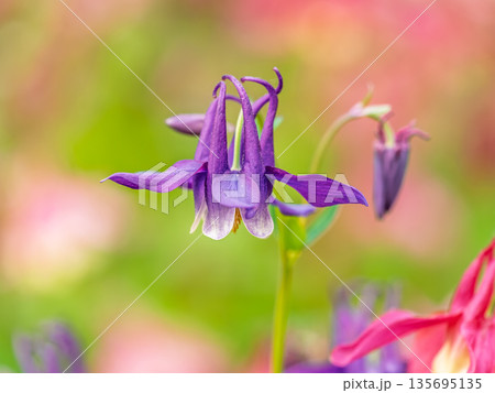 Blue and purple flower of European columbine, Aquilegia vulgaris Blue and purple flower of European columbine, Aquilegia vulgaris 135695135
