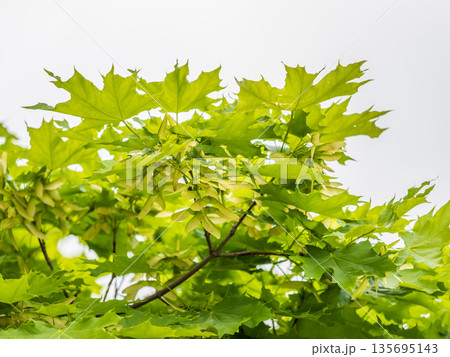 Spring branches of maple tree with fresh green...の写真素材 [135695143] - PIXTA
