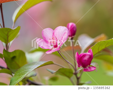 Fresh pink flowers of a blossoming apple tree with blured background Fresh pink flowers of a blossoming apple tree with blured background 135695162