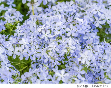 Wild blue phlox flowers, Phlox divaricata in spring garden. 'Blue Moon' flowers, Wild Sweet William or Blue Phlox is wild flowers blooming in garden. Wild blue phlox flowers, Phlox divaricata in spring garden. 'Blue Moon' flowers, Wild Sweet William or Blue Phlox is wild flowers blooming in garden. 135695165