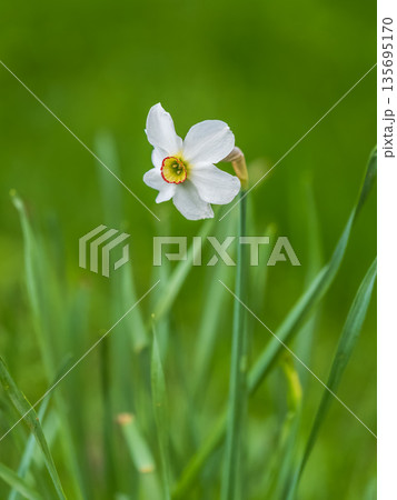 Delicate terry white-yellow narcissus flower close-up on a flower bed. Spring flowers primroses are a white narcissus flower in a green garden in natural conditions 135695170