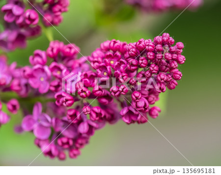 Pink Blooming Lilac Flowers in spring with blured background 135695181
