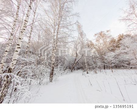 Beautiful winter landscape. Trees in the snow in a clearing on a cold day. 135695191