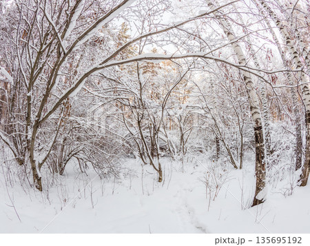 Beautiful winter landscape. Trees in the snow in a clearing on a cold day. 135695192