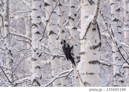 Black woodpecker female Dryocopus martius on a birch in a winter forest 135695199