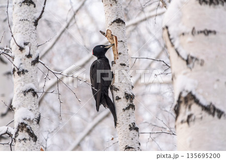 Black woodpecker female Dryocopus martius on a birch in a winter forest 135695200