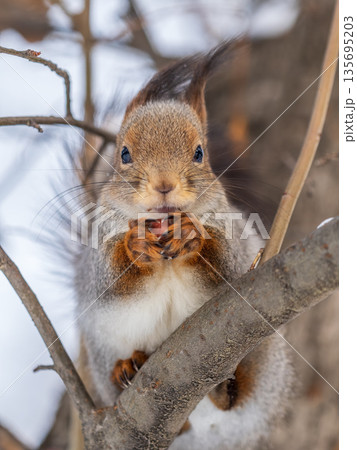 The squirrel with nut sits on tree in the winter or late autumn The squirrel with nut sits on tree in the winter or late autumn 135695203