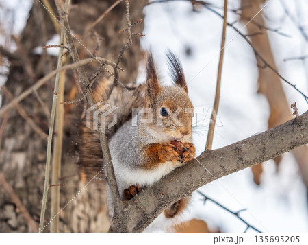 The squirrel with nut sits on tree in the winter or late autumn 135695205