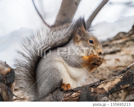 The squirrel with nut sits on tree in the winter or late autumn 135695213