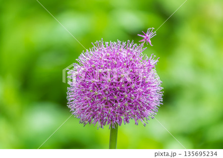 Close-up of the inflorescence of the Rosenbachian onion, Allium rosenbachianum, blooming in the garden Close-up of the inflorescence of the Rosenbachian onion, Allium rosenbachianum, blooming in the garden 135695234