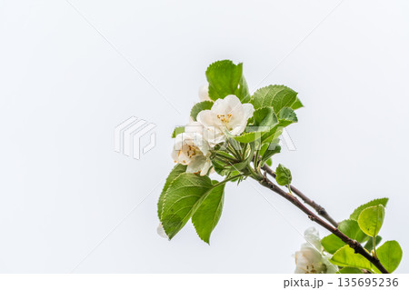 White blossoming apple trees. White apple tree flowers White blossoming apple trees. White apple tree flowers 135695236