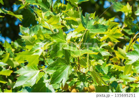 Green Leaves and futis of Pltatanus oreintalis tree in sunset light Green Leaves and futis of Pltatanus oreintalis tree in sunset light 135695251