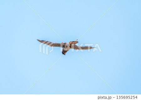 The common kestrel (Falco tinnunculus), also known as the European kestrel, Eurasian kestrel. The common kestrel (Falco tinnunculus), also known as the European kestrel, Eurasian kestrel. 135695254