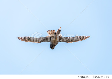 The common kestrel (Falco tinnunculus), also known as the European kestrel, Eurasian kestrel. The common kestrel (Falco tinnunculus), also known as the European kestrel, Eurasian kestrel. 135695255