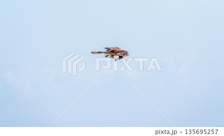 The common kestrel (Falco tinnunculus), also known as the European kestrel, Eurasian kestrel. 135695257
