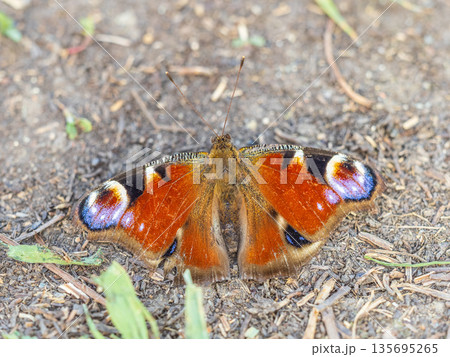 Peacock butterfly on the ground among the grass 135695265