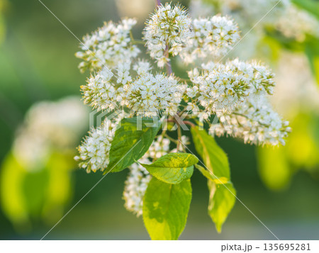 White flowers blooming bird cherry. Close-up of a Flowering Prunus padus Tree with White Little Blossoms 135695281