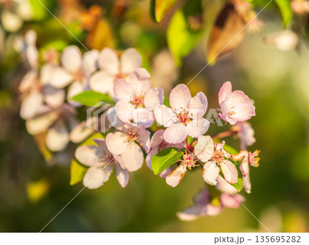 Fresh pink flowers of a blossoming apple tree with blured background Fresh pink flowers of a blossoming apple tree with blured background 135695282