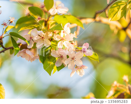 Fresh pink flowers of a blossoming apple tree with blured background Fresh pink flowers of a blossoming apple tree with blured background 135695283