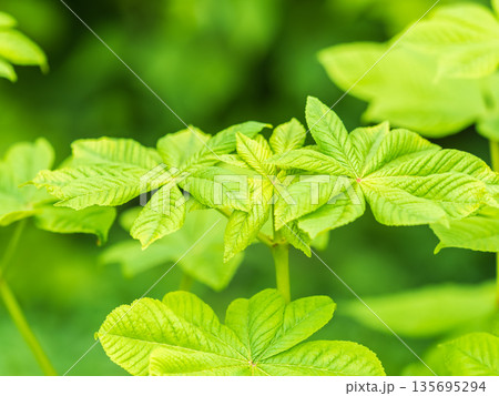 Green Chestnut Leaves in beautiful light. Spring season, spring colors. 135695294