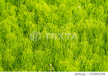 Wood horsetail (Equisetum sylvaticum) growing in the forest close up. Equisetum arvense, the field horsetail or common horsetail. Perennial herb Wood horsetail (Equisetum sylvaticum) growing in the forest close up. Equisetum arvense, the field horsetail or common horsetail. Perennial herb 135695296