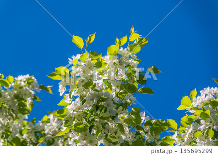 Apple tree branches with white flowers on a background of blue clear sky. Apple tree branches with white flowers on a background of blue clear sky. 135695299