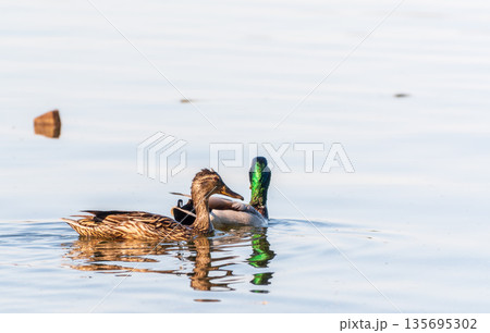 A couple of mallard ducks swims in the river 135695302