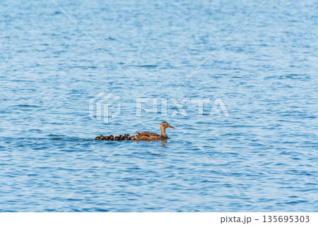 A family of ducks, a duck and its little ducklings are swimming in the water. The duck takes care of its newborn ducklings. Mallard, lat. Anas platyrhynchos A family of ducks, a duck and its little ducklings are swimming in the water. The duck takes care of its newborn ducklings. Mallard, lat. Anas platyrhynchos 135695303