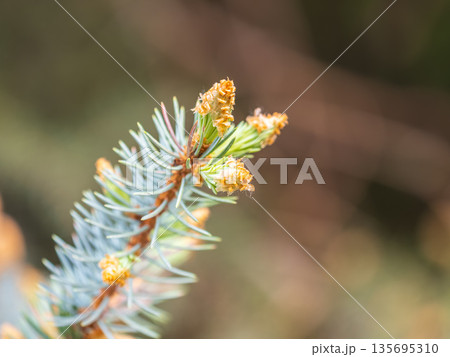 Closeup of fir branches with young buds. Spring nature concept. Fir branches with fresh shoots 135695310