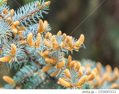 Closeup of fir branches with young buds. Spring nature concept. Fir branches with fresh shoots 135695311