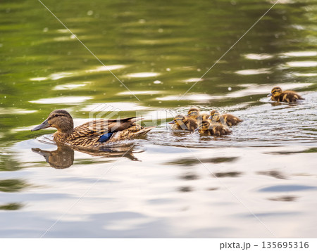 A family of ducks, a duck and its little ducklings are swimming in the water. The duck takes care of its newborn ducklings. Mallard, lat. Anas platyrhynchos A family of ducks, a duck and its little ducklings are swimming in the water. The duck takes care of its newborn ducklings. Mallard, lat. Anas platyrhynchos 135695316