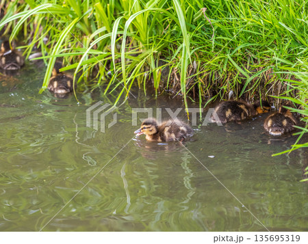 Cute little duckling swimming alone in a lake or river with calm water 135695319