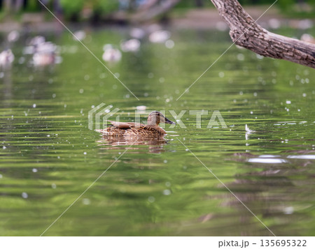 Mallard female Duck swims in the pond. Mallard female Duck swims in the pond. 135695322