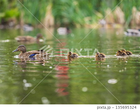A family of ducks, a duck and its little ducklings are swimming in the water. The duck takes care of its newborn ducklings. Mallard, lat. Anas platyrhynchos 135695324