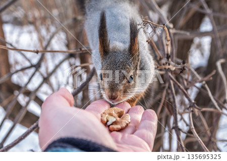 Squirrel eats nuts from a man's hand. Caring for animals in winter or autumn. 135695325