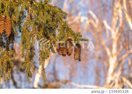 Green spruce branches with needles and cones in winter. Many cones on spruce. Green spruce branches with needles and cones in winter. Many cones on spruce. 135695326