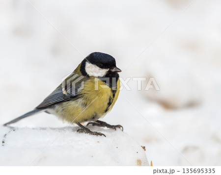 Cute bird Great tit, songbird sitting on a branch with snow in the autumn or winter. Cute bird Great tit, songbird sitting on a branch with snow in the autumn or winter. 135695335