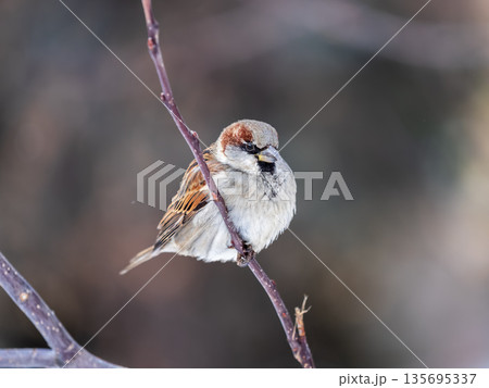 Sparrow sits on a branch without leaves. 135695337