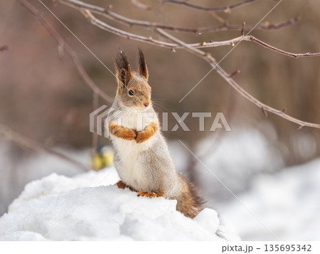 The squirrel sits on white snow 135695342